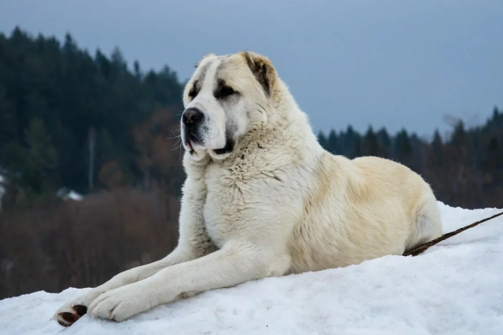 Порода собак алабай фото Сильнее просто не бывает! Топ 5 самых сильных пород собак Alabai dog, Asian dogs