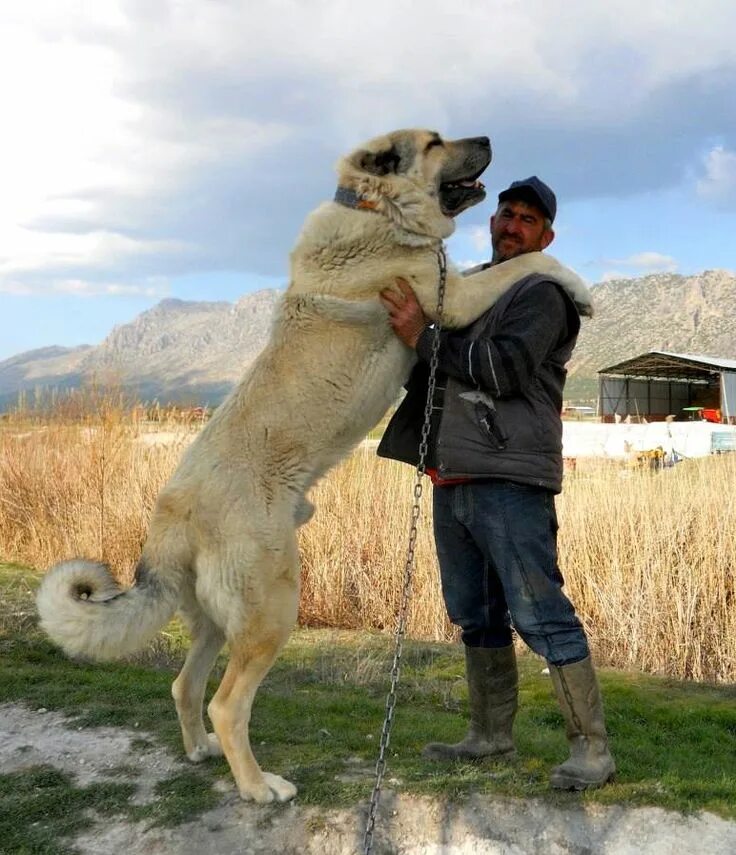 Порода собак алабай фото Tyson Of Denizli, Turkish Shepherd Dog Собаки, Крупные породы собак, Владельцы с