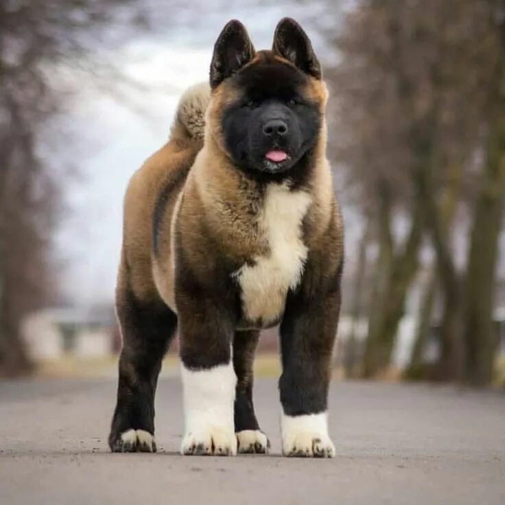 Порода собак американский акита фото American Akita on Instagram: "Beautiful puppy. credits to . @imperial_akita - - 