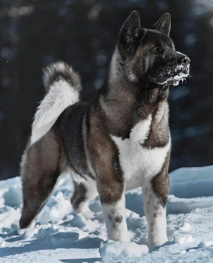 Порода собак американский акита фото Pin de Pets Zone en Dogs Lovers Perros akita americano, Perro akita, Perros peli