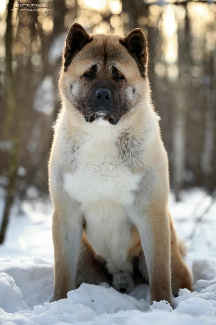 Порода собак американский акита фото American Akita inu Akita dog, American akita dog, American akita