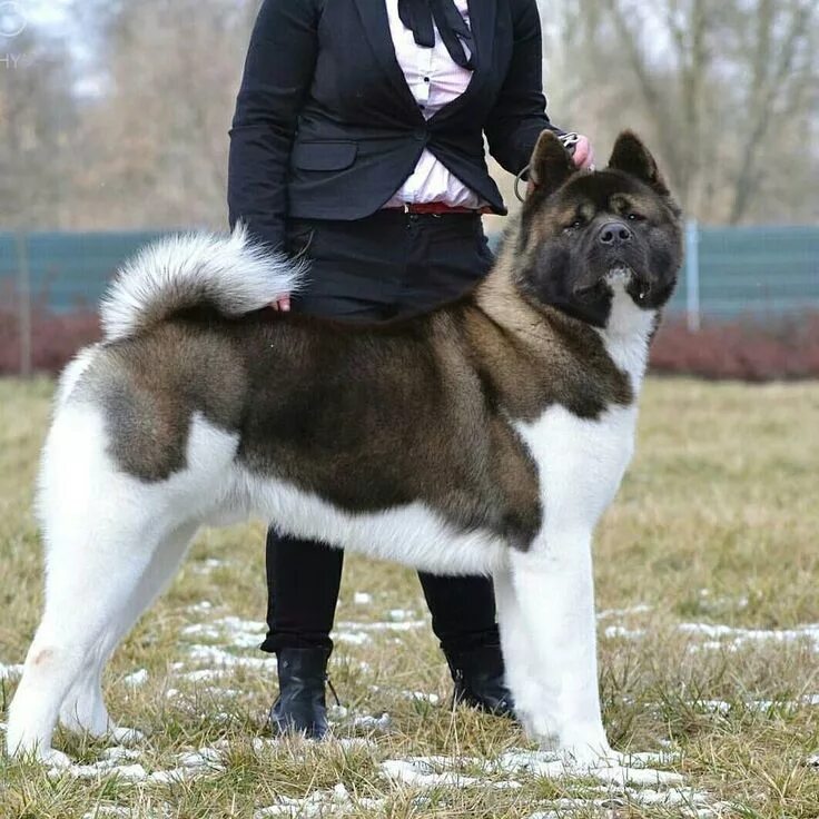 Порода собак американский акита фото American Akita - Information, Photos, Characteristics, Names Akita dog, American