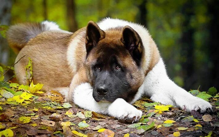 Порода собак американский акита фото autumn, dog, American Akita, big dog Akita dog, American akita dog, American aki