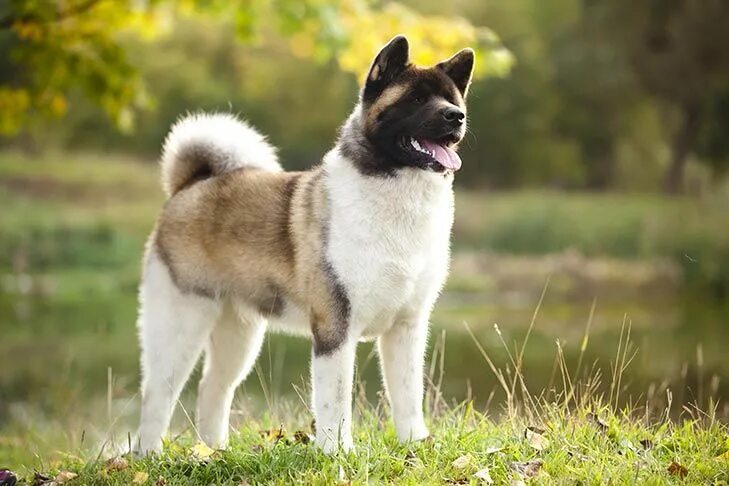 Порода собак американский акита фото Akita Dog Breed Information Akita dog, Best guard dogs, American akita dog