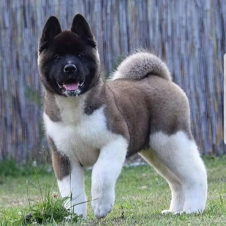 Порода собак американский акита фото Pin on Animals around World American akita dog, Akita dog, Dogs