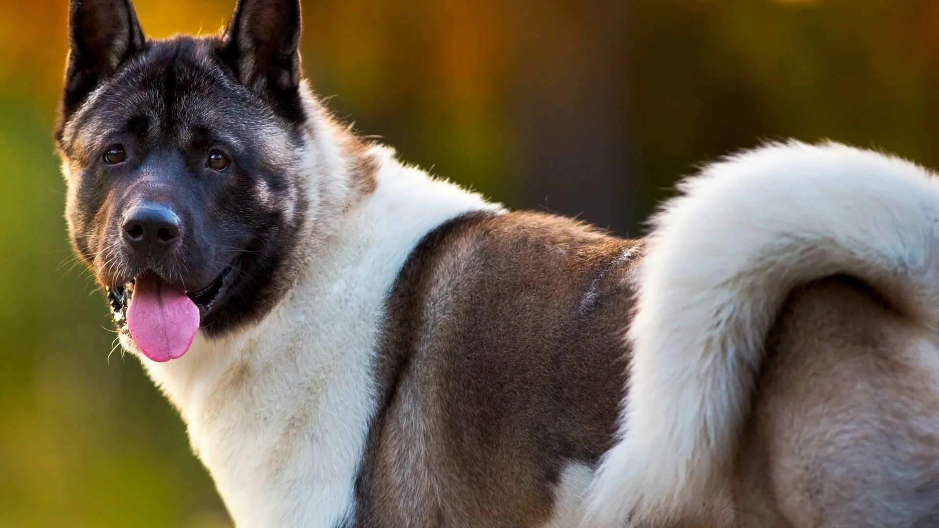 Порода собак американский акита фото American Akita dog breed information with pictures