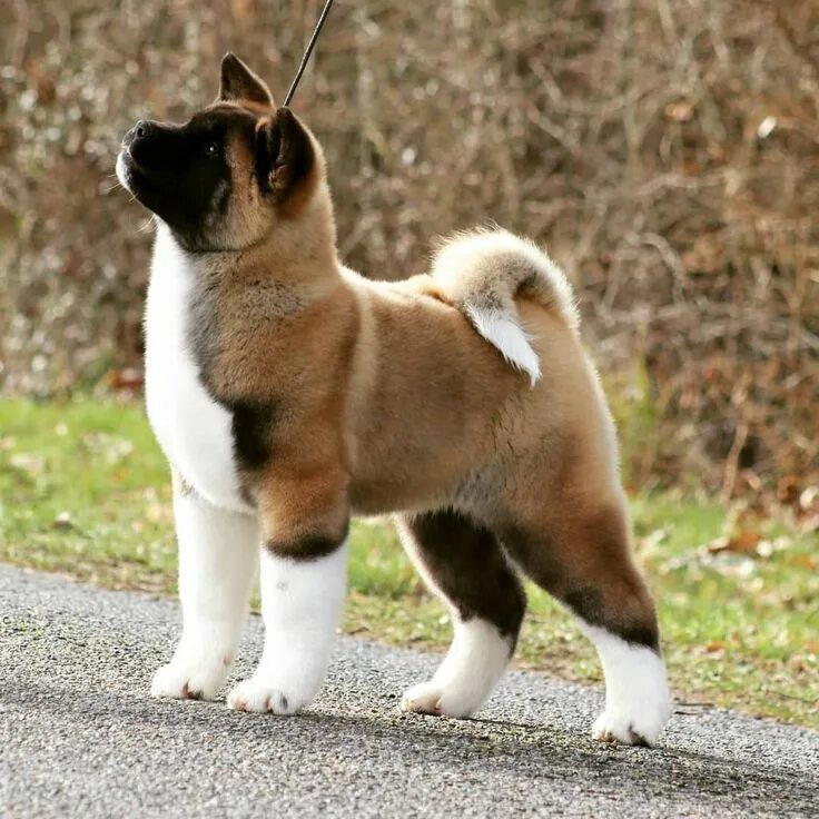 Порода собак американский акита фото Sendosan Olympian beauty "Nala"3months AMERICAN AKITA