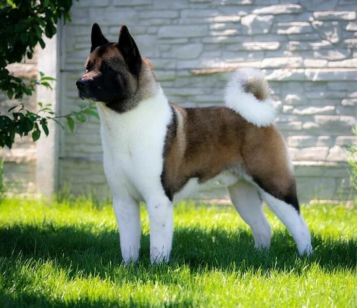 Порода собак американский акита фото American Akita ALL FOR ALMIGHTY BEFORE HEAVEN, ALMIGHTY AKITAS American akita do