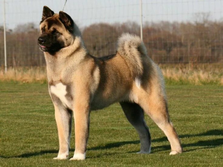 Порода собак американский акита фото Top 10 Most Loyal Dog Breeds DogSpaceBlog American akita dog, Akita dog, America