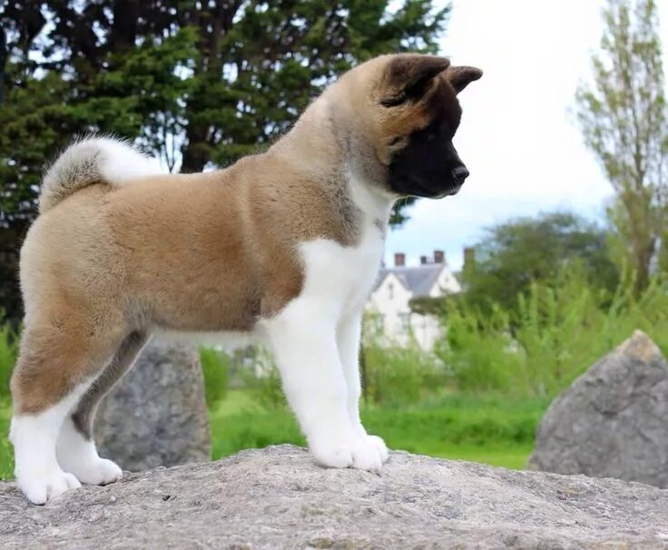 Порода собак американский акита фото цена Pin on AKITA LOVE American akita dog, American akita, Akita