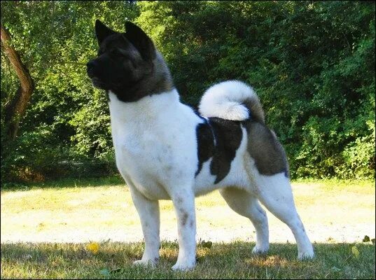 Порода собак американский акита фото цена escaparatedemascotas.com Akita dog, Akita puppies, American akita