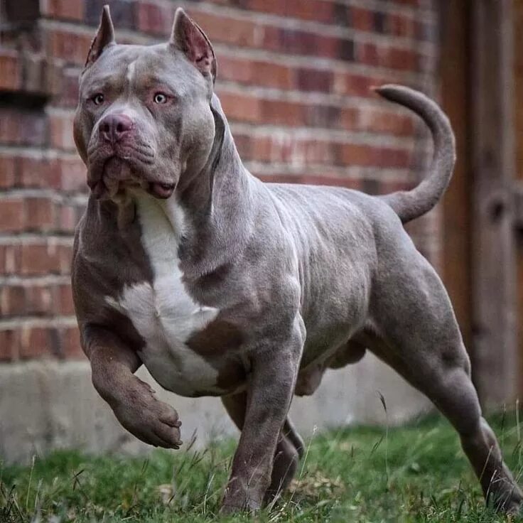 Порода собак американский булли фото Pin on Chuckie Inspired Pitbull dog, Bully breeds dogs, Pitbull dog breed