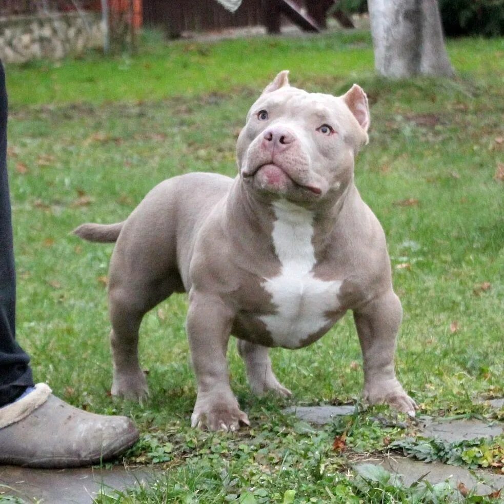 Порода собак американский булли фото Warrior Path Snow White - Фотоальбомы - American Bully in Moscow