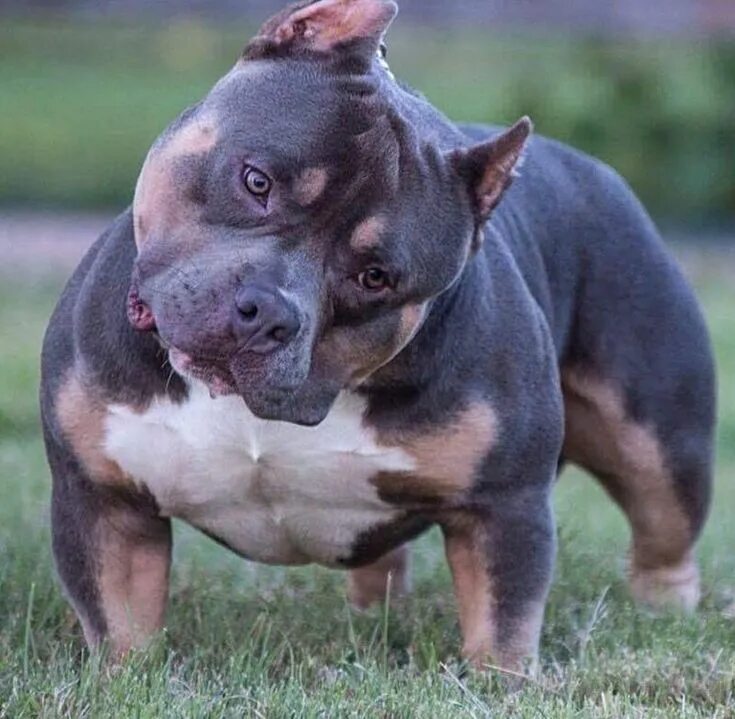 Порода собак американский булли фото GrCh Loki Bully breeds dogs, Pitbull dog breed, Cute cats and dogs