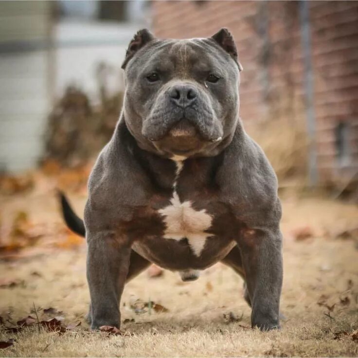 Порода собак американский булли фото Powerhouse. Strength. Willpower. #worldstarbully #americanbully #razoredge #abkc