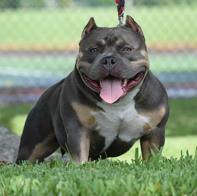 Порода собак американский булли фото SWIZZ ONE OF THE BEST 10 MONTH OLD POCKET FEMALE BULLY’S WE’VE EVER SEEN America