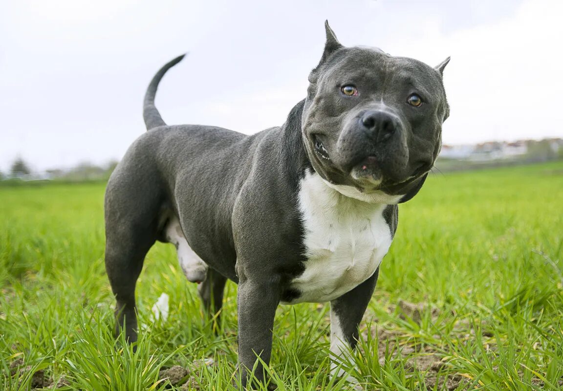 Bully XL ban: British vets will not euthanize healthy dogs #ветмедикал_новости T