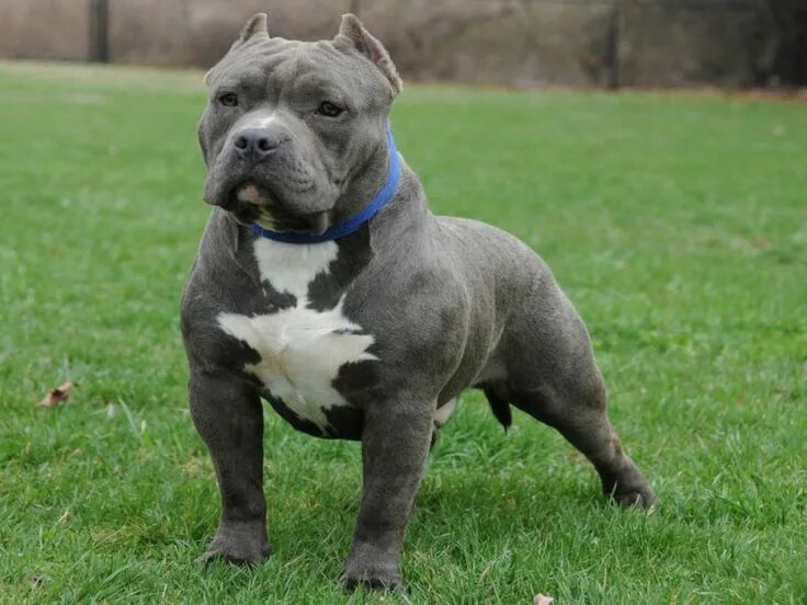 Порода собак американский булли фото Razor Edge American Bully Picture Bully breeds dogs, Bully dog, Dog breed info