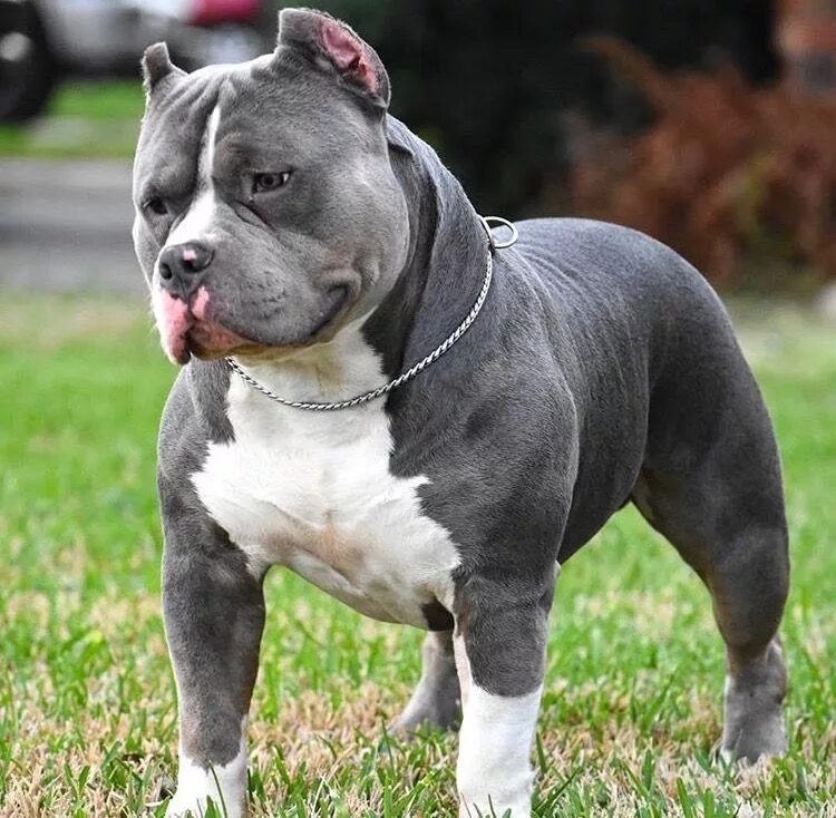 Порода собак американский булли фото Pin by Andy Alaniz on animals and pets ! Bully breeds dogs, Bully dog, Pitbull p