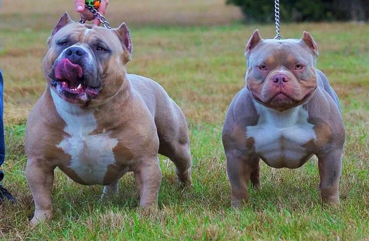 Порода собак американский булли фото Pin on American Bully