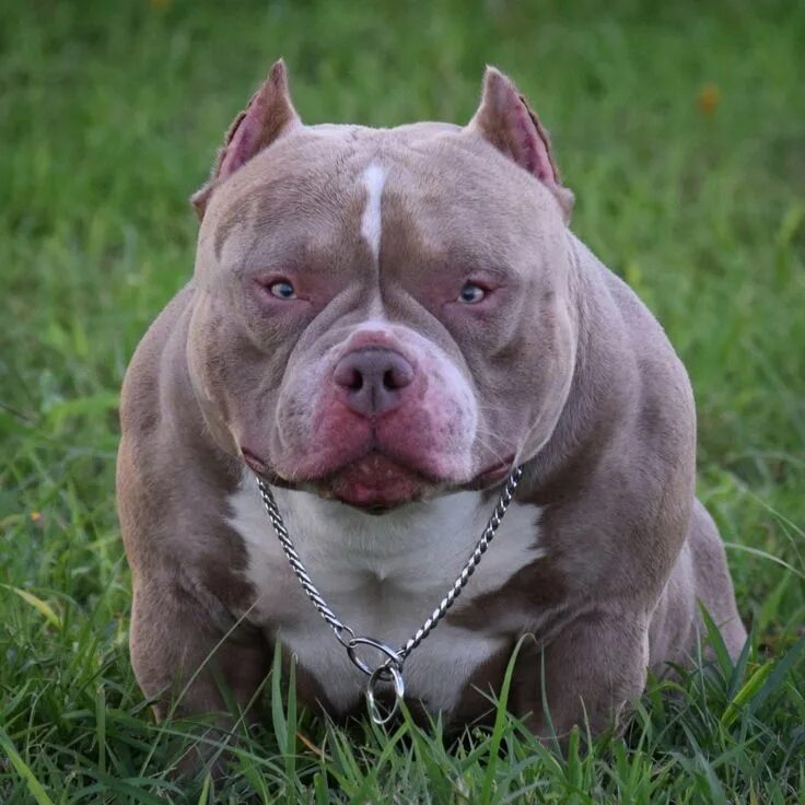 Порода собак американский булли фото THE BEST POCKET AMERICAN BULLY STUDS 2019 BULLY KING MAGAZINE VENOMLINE STUDS FE