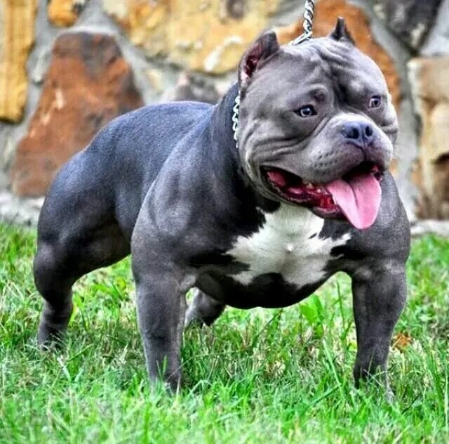 Порода собак американский булли фото Pin by S James on Pittie Luv American bully, Bully breeds dogs, Big dogs