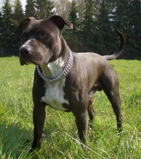 Порода собак амстафф фото Amerikai Staffordshire Terrier (amstaff): megjelenés, a különbségek a természet 