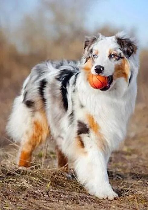 Порода собак аусси фото цена Berger australien Tout sur la race de chien Berger australien Australian shepher