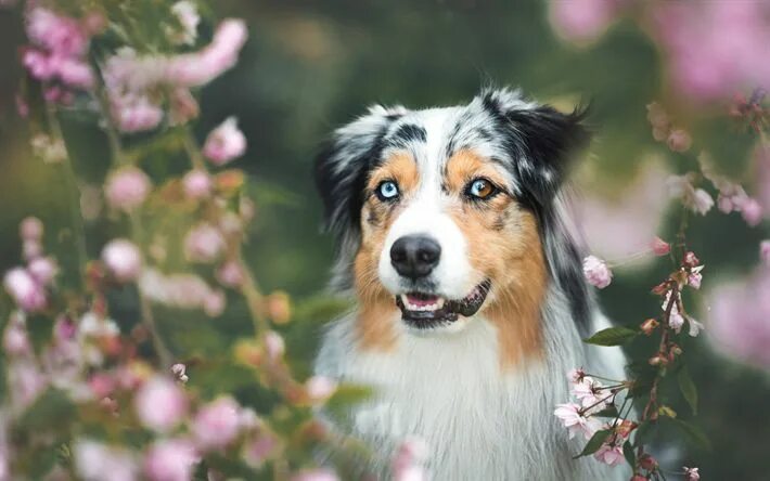 Порода собак австралийская овчарка фото Download wallpapers Australian Shepherd Dog, cute dog, heterochromia, white fluf