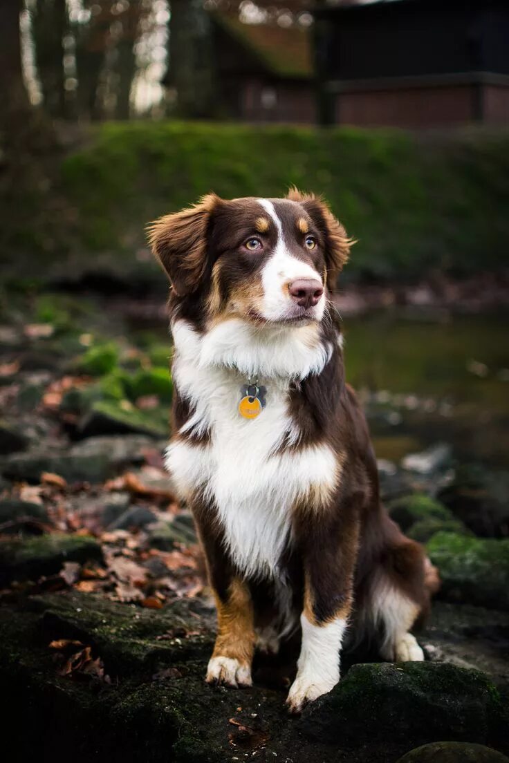 Порода собак австралийская овчарка фото Australian shepherd 6 months old Dogs, Aussie dogs, Australian shepherd dogs