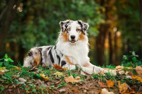 Порода собак австралийская овчарка фото Puppy Australian Shepherd Зображення - огляд 59,073 Стокові фото, векторні зобра