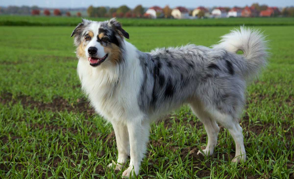 Порода собак австралийская овчарка фото australian shepherd - Google Search Australian shepherd, Australian shepherd dog