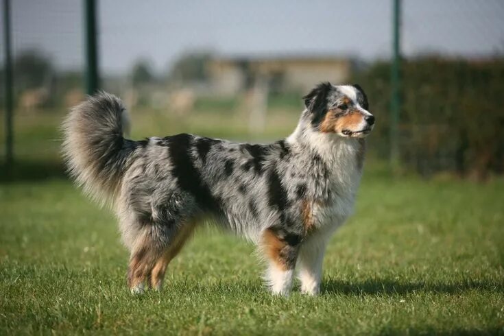 Порода собак австралийская овчарка фото Australian Shepherd with tail Aussie dogs, Australian shepherd, Aussie shepherd