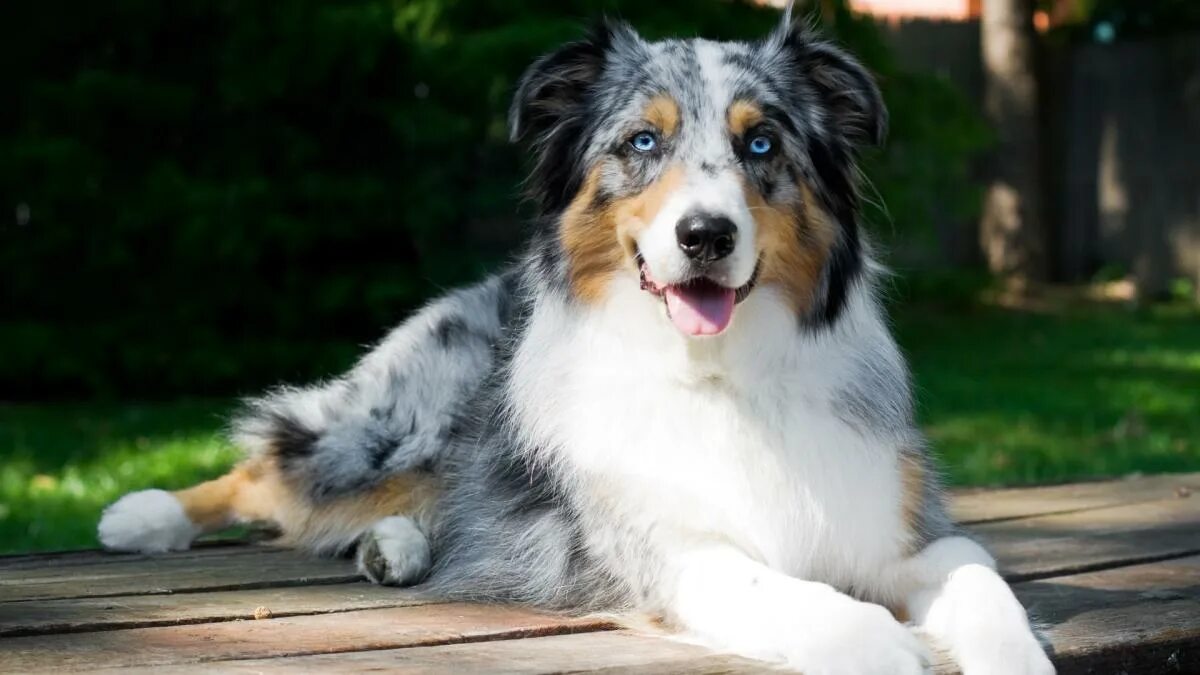 Порода собак австралийская овчарка фото 10 merle dog breeds with dappled coats