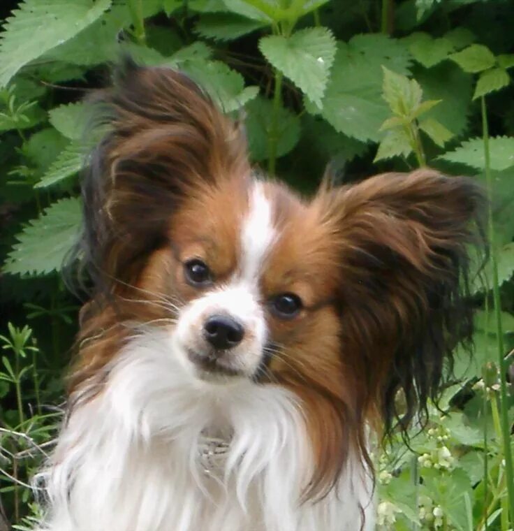 Порода собак бабочка фото цена Papillon! Papillon dog, Toy dog breeds, Papillon dog puppy