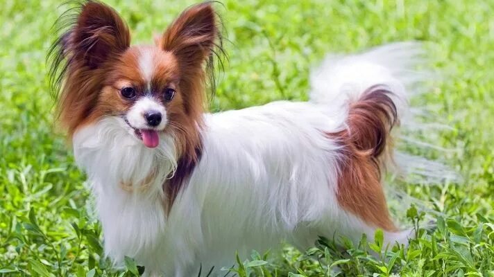 Порода собак бабочка фото цена Papillon Best dog breeds, Dog breeds, Papillon dog