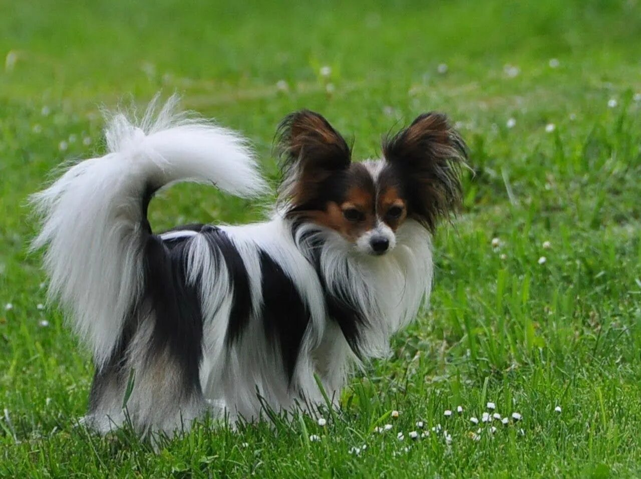 Порода собак бабочка фото цена Road's End -Papillons - Phalenes: Available Papillon dog, Papillon puppy, Papill