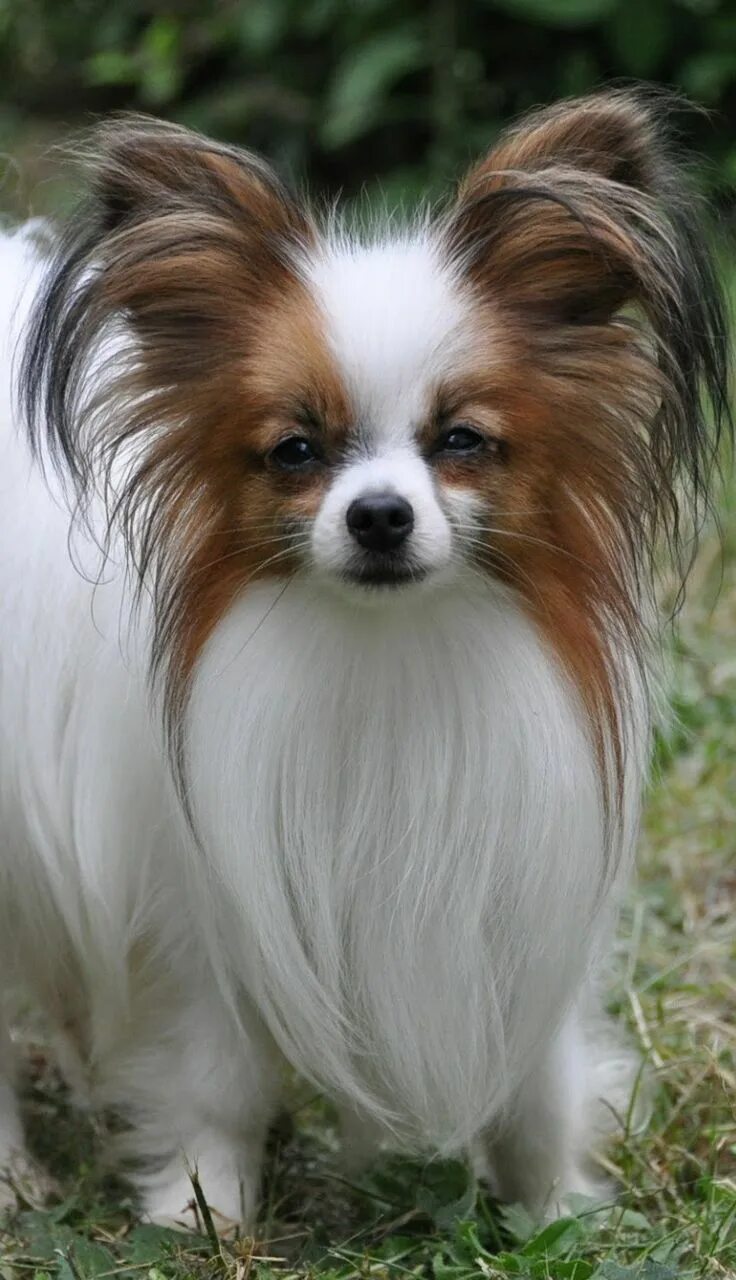 Порода собак бабочка фото цена Pin on Cool stuff in 2024 Papillon dog, Smartest dog breeds, Papillion dog