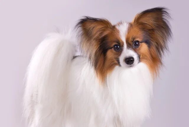 Порода собак бабочка папильон фото 10 Fancy Facts About the Papillon Papillon dog, Dog breeds, Dog breeds that dont