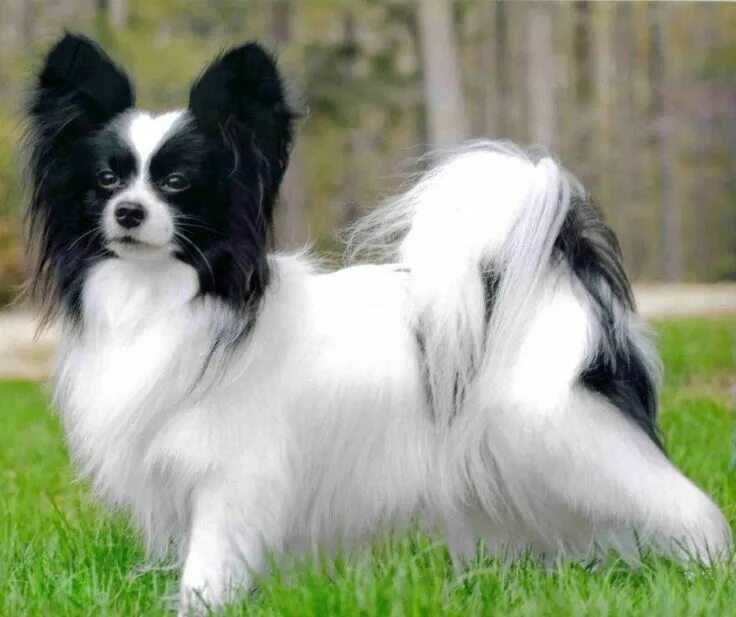 Порода собак бабочка папильон фото Papillon Dog Breed "Cutest & Smartest Gift for Everyone" Papillon dog puppy, Pap