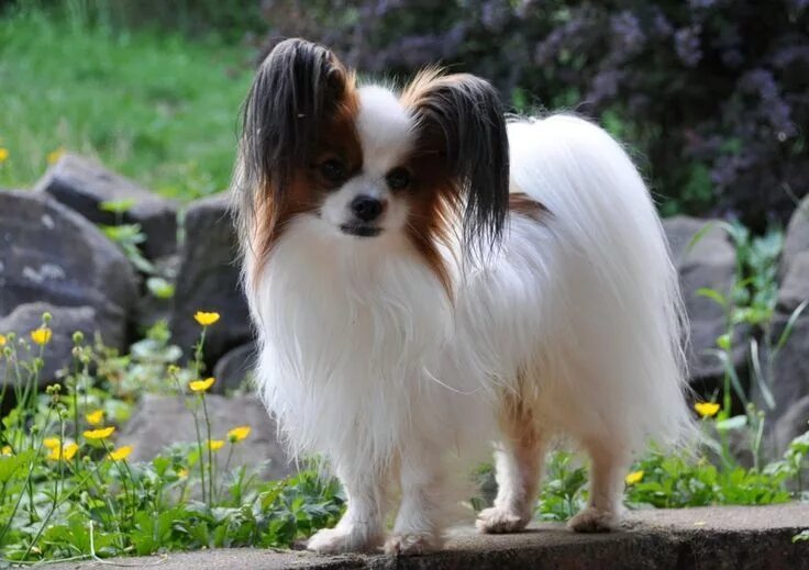 Порода собак бабочка папильон фото Papillon Dog The Cutest & Smartest Toy for Everyone (10) Small dog breeds, Papil