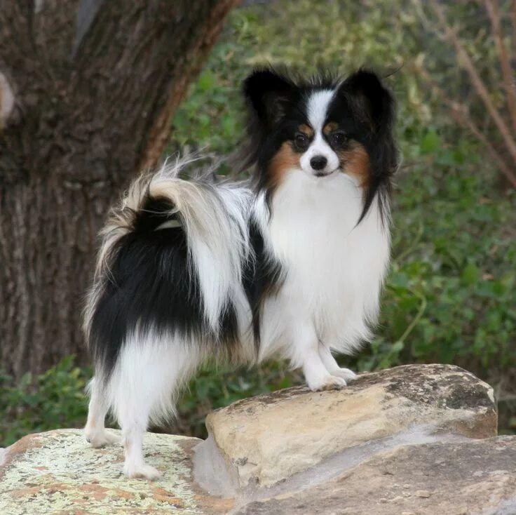 Порода собак бабочка папильон фото pappion - this breed is the "longest lived" of all breeds... and they are very s