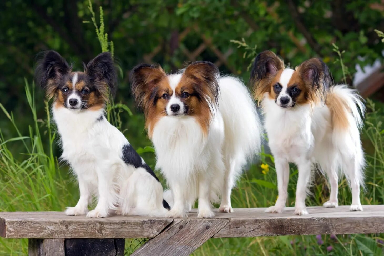 Порода собак бабочка папильон фото цена Feeding Your Papillon Dog - Diet & Nutritional Needs Papillon dog, Dogs, Dog bre