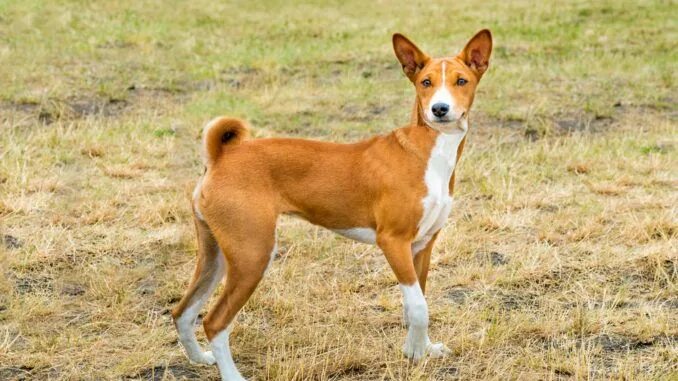 Порода собак басенджи фото Lerne alles über den "Basenji" Dog breeds list, All small dog breeds, Small dog 