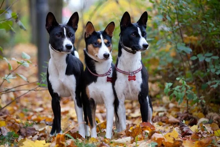 Порода собак басенджи фото Basenji the Barkless Hunting Dog Terrier University Basenji dogs, Yorkshire terr