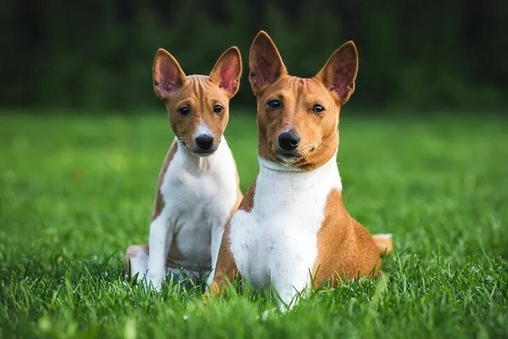 Порода собак басенджи фото Pin by Stefan Jonasson on Basenjis and Friends Dog breeds, Dogs, Breeds