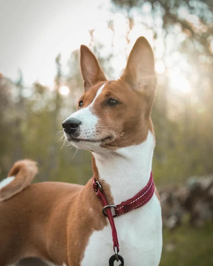 Порода собак басенджи фото 14 Super-Smart Facts About the Basenji Page 2 of 3 PetPress Basenji puppy, Basen