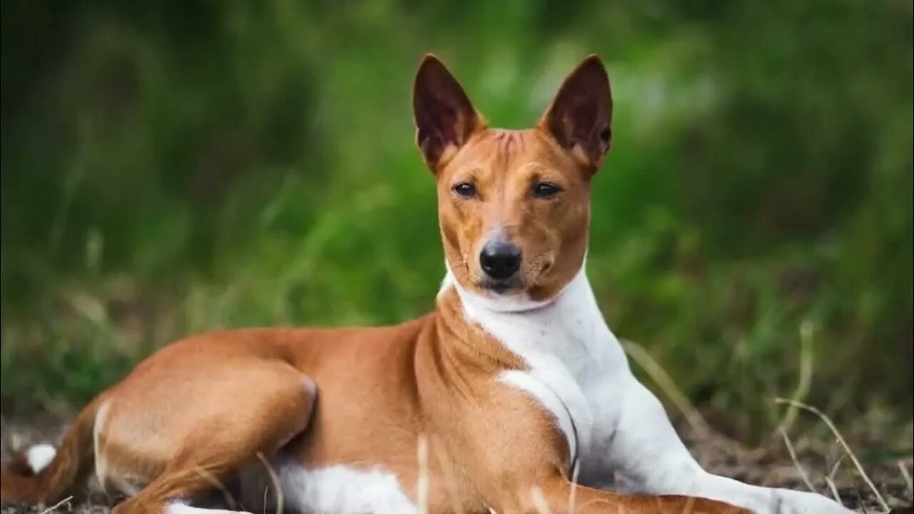 Порода собак басенджи фото Basenji Dog Basenji dog puppy Basenji dog training Basenji dog pros and cons - Y