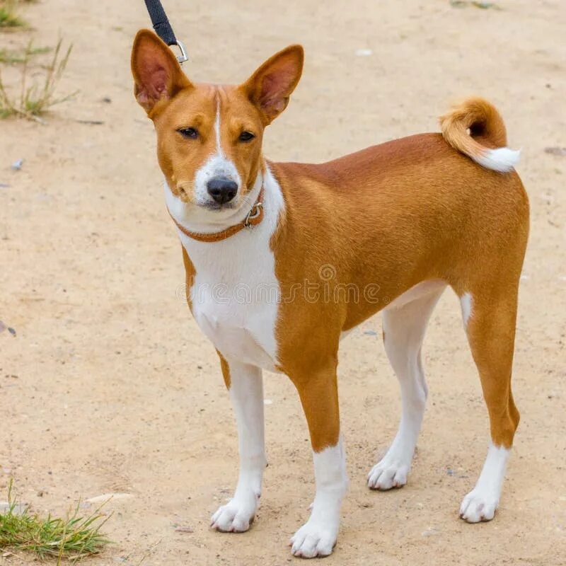 Порода собак басенджи фото A Dog of the Basenji Breed Stands at the Feet of the Master. Stock Image - Image