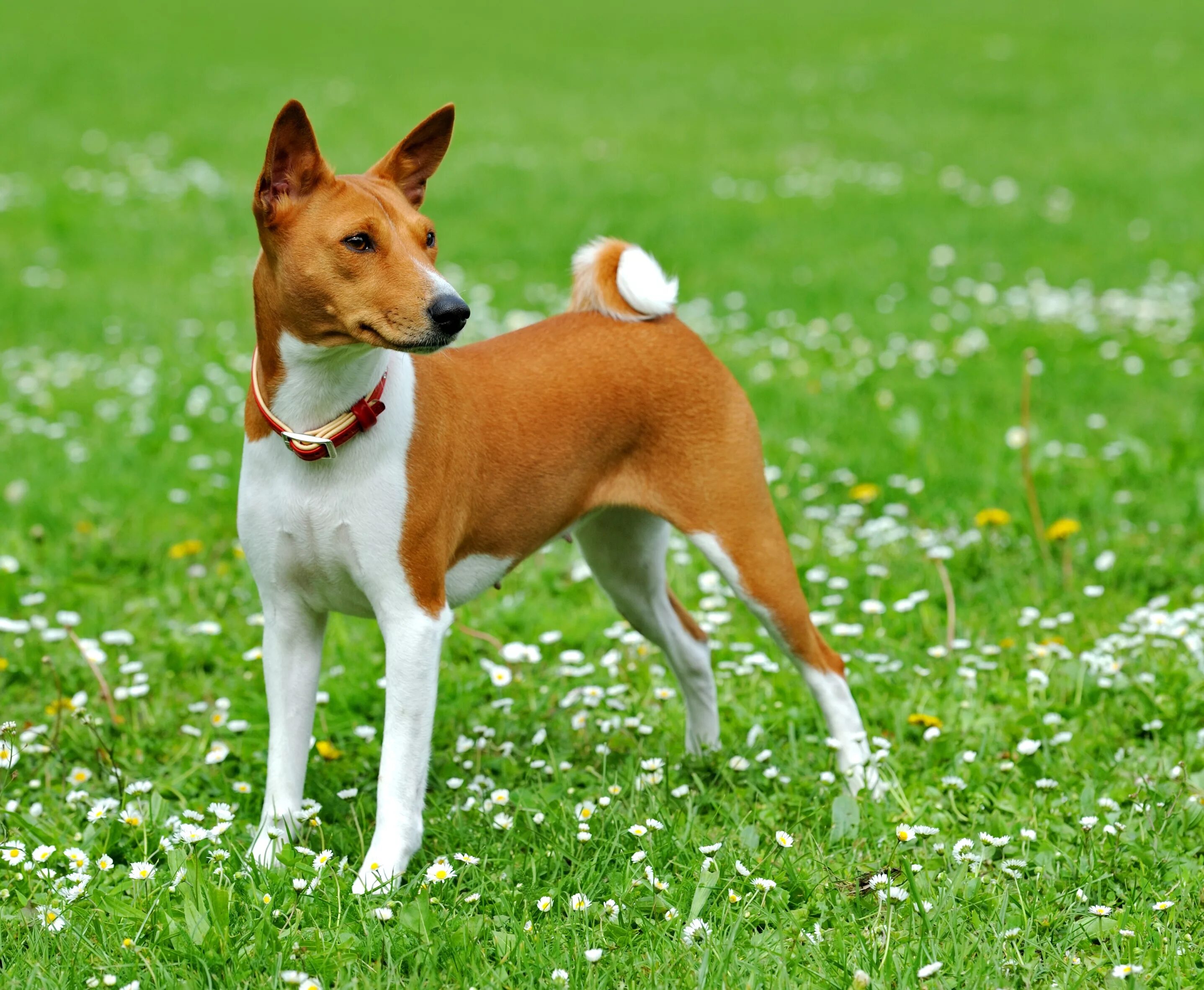 Порода собак басенджи фото цена Basenji - Puppies, Rescue, Pictures, Information, Temperament, Characteristics A